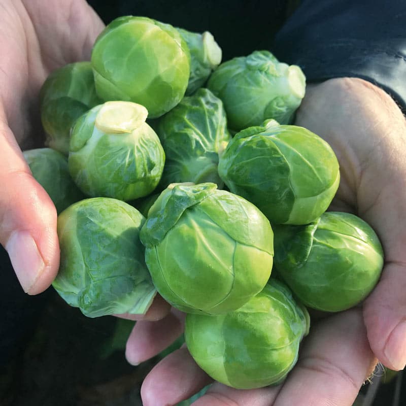 Silvia Brussell Sprouts (treated Seed) - Image 2