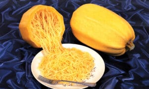 Vegetable Spaghetti Sakata Strain OP (Farmore)