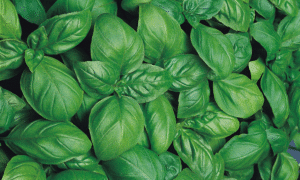 Basil Superbo (Not Treated)