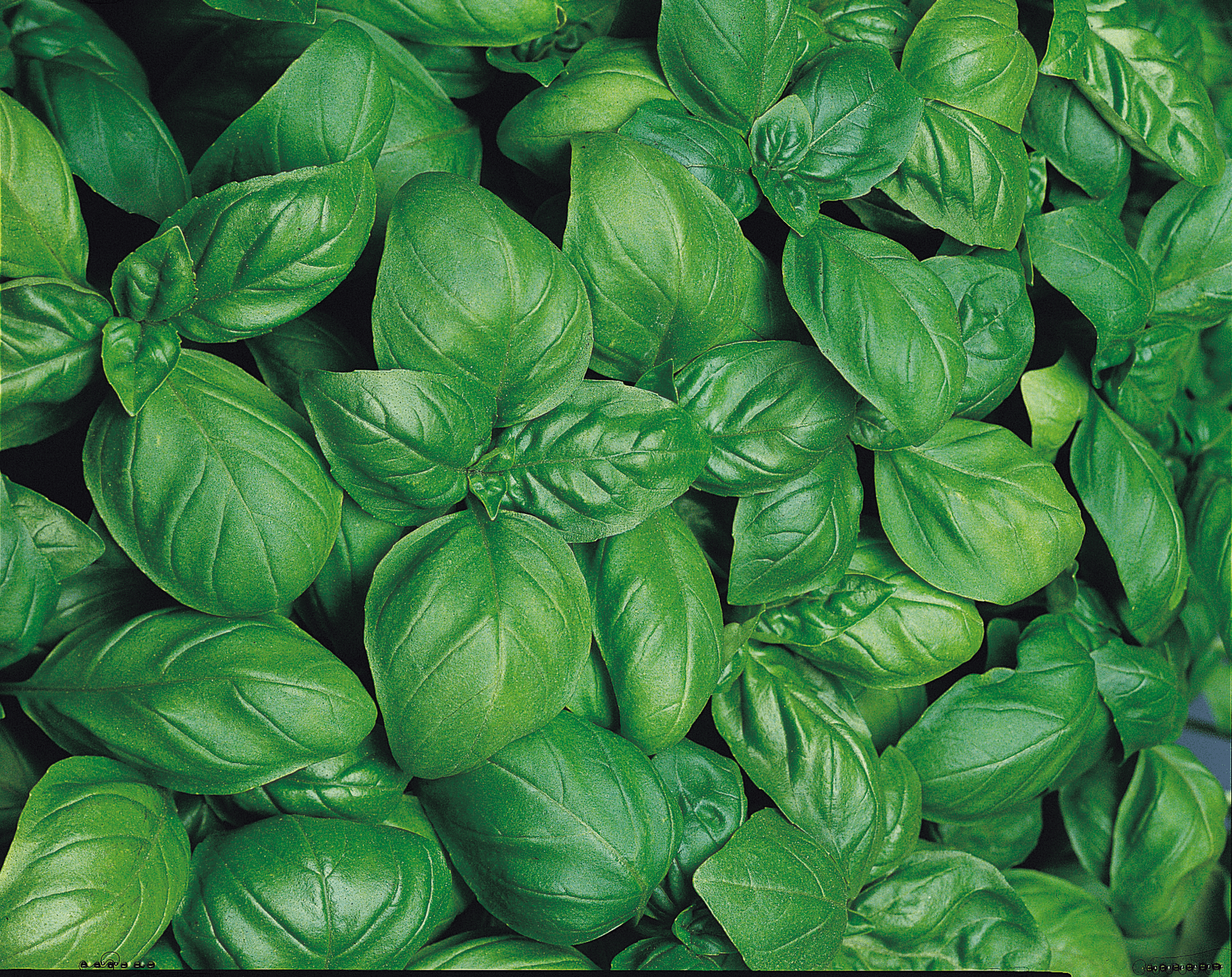 Basil Superbo (Not Treated)