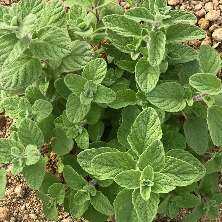 Oregano Zaatar (Organic)