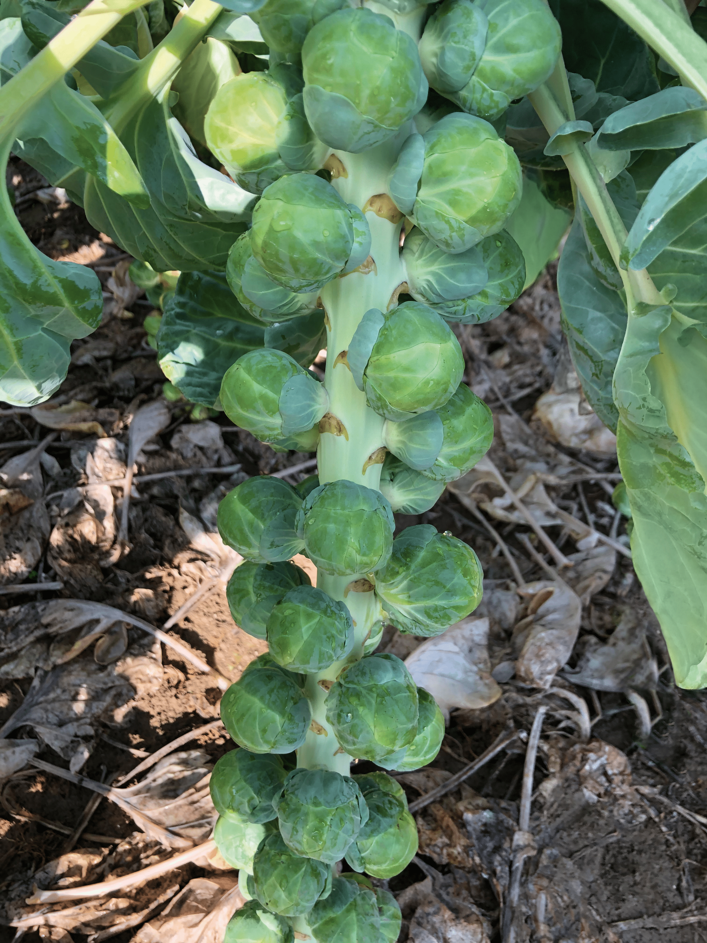 Silvia Brussell Sprouts (treated Seed)