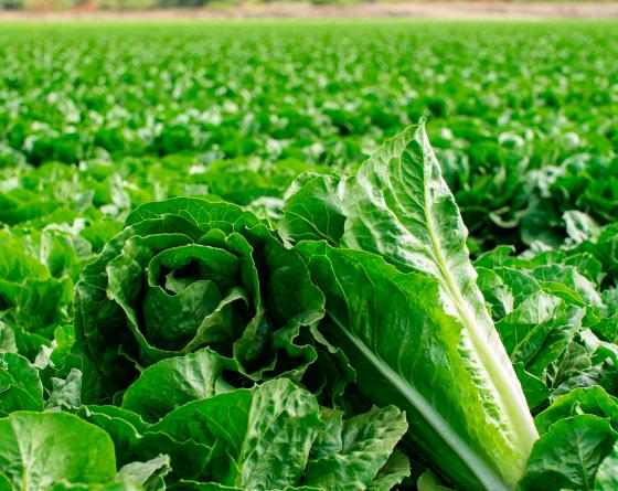 Bluerock Lettuce (Untreated Seed with Organic Prime/Pellet)