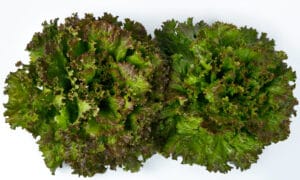 Kremlin Red Lettuce (Not Treated w/ Organic Primed & Pelleted, )