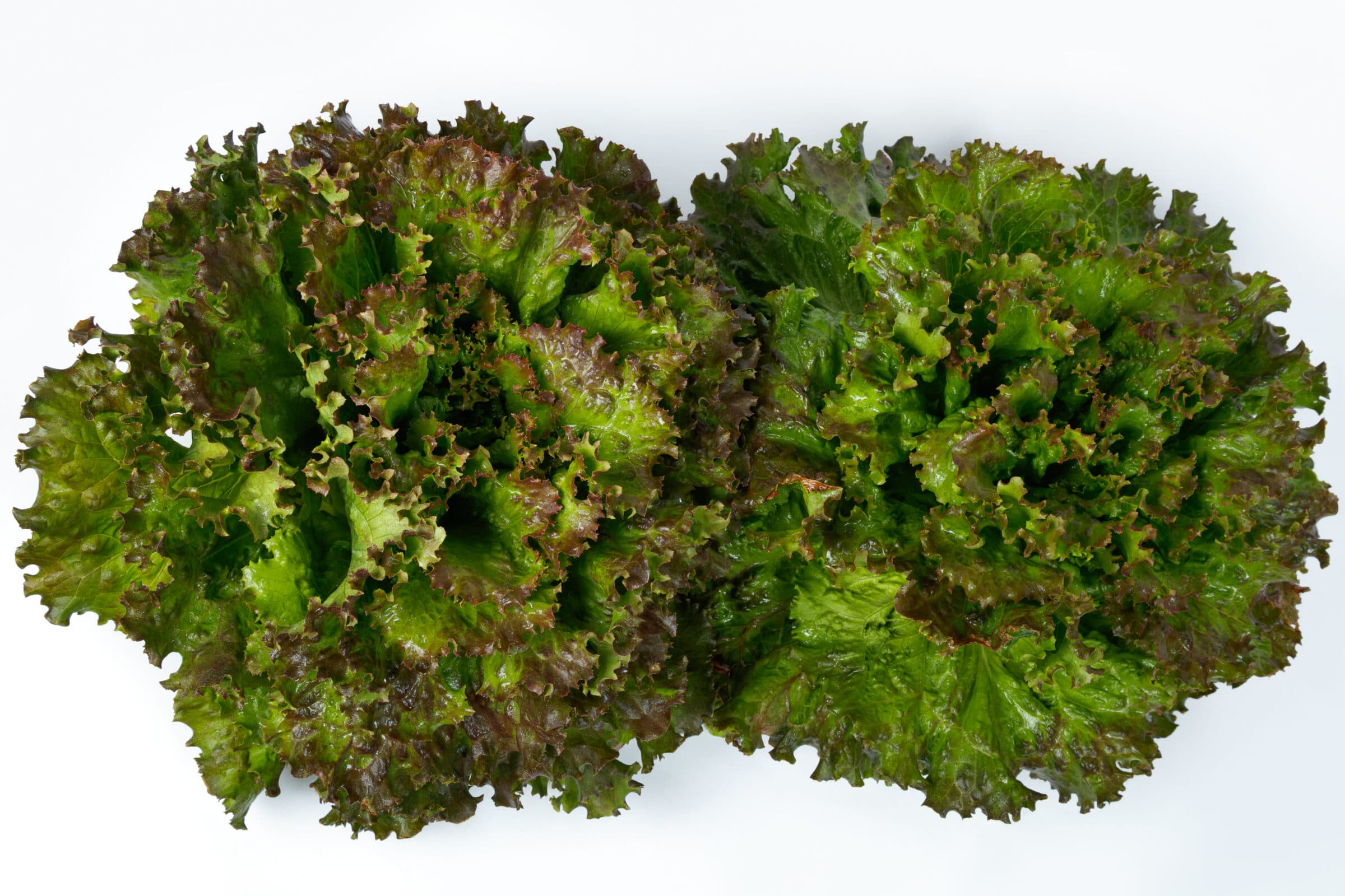 Kremlin Red Lettuce (Not Treated w/ Organic Primed & Pelleted, )
