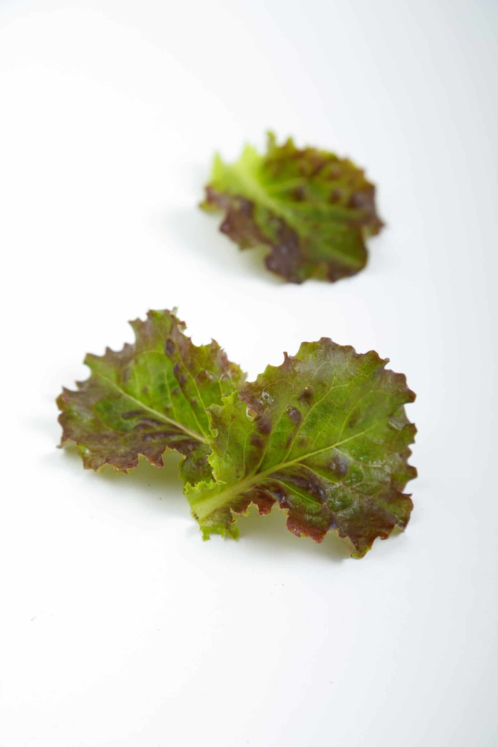 Kremlin Red Lettuce (Not Treated w/ Organic Primed & Pelleted, ) - Image 2