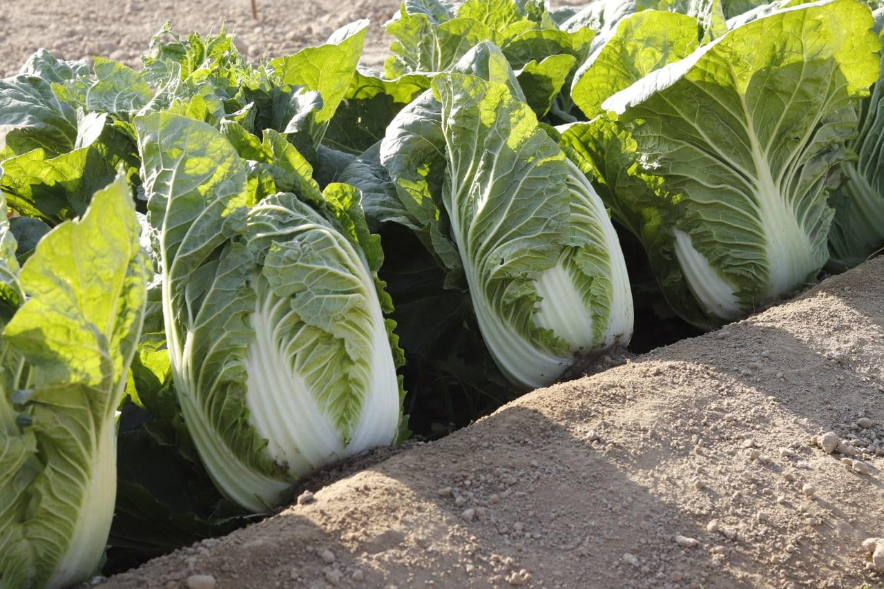 Chun Yeon Gold Cabbage (Not Treated) - Image 2
