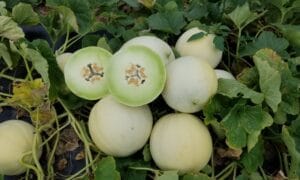 Charlotte Honeydew (Not Treated)