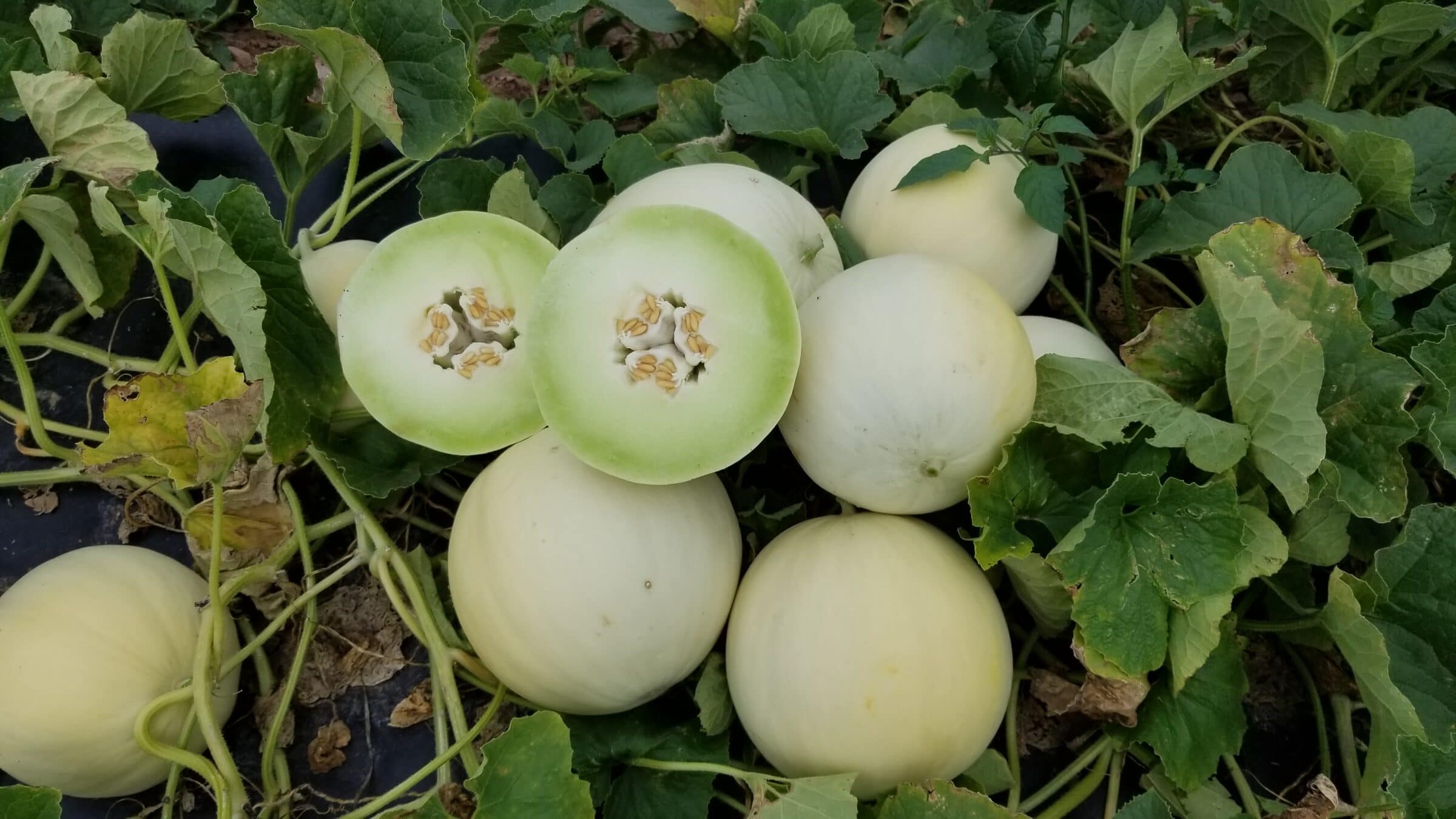 Charlotte Honeydew (Treated Seed)