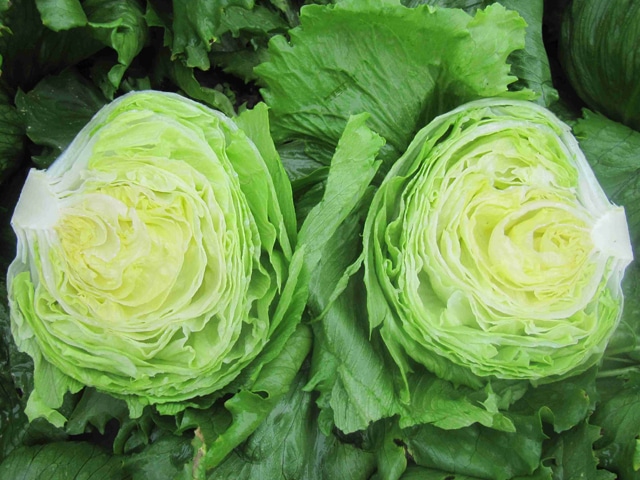 Glendana Lettuce (Primed, Pelleted)