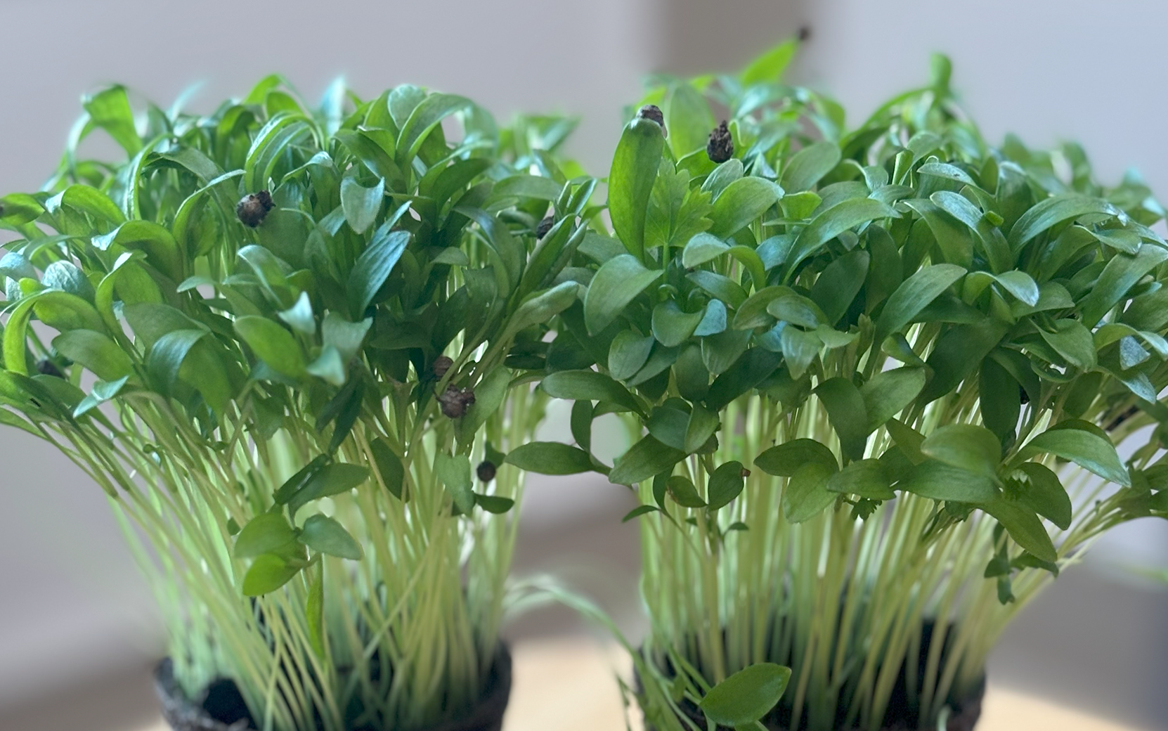 Cilantro Santo (Organic) - Image 3
