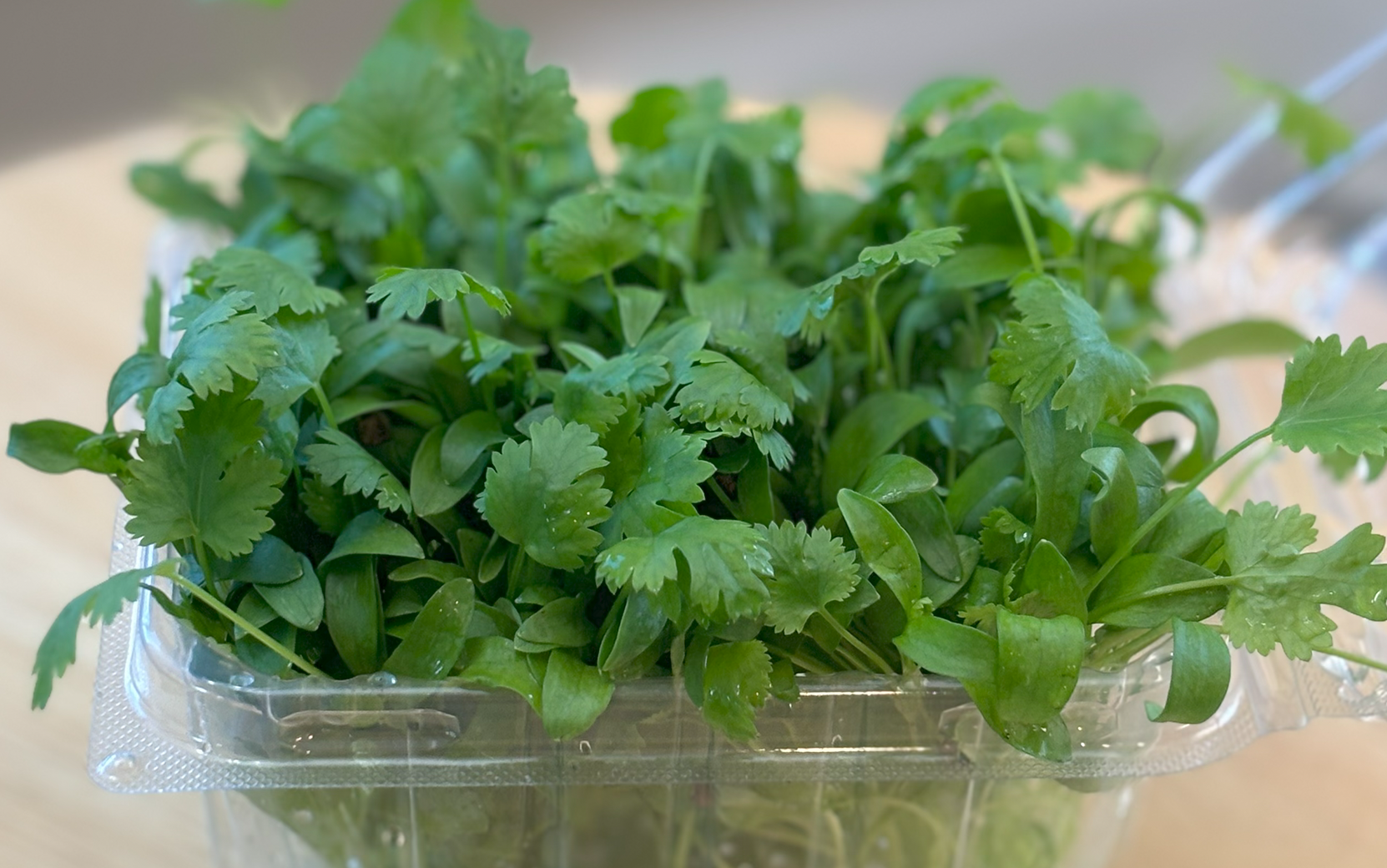 Cilantro Santo (Organic) - Image 4