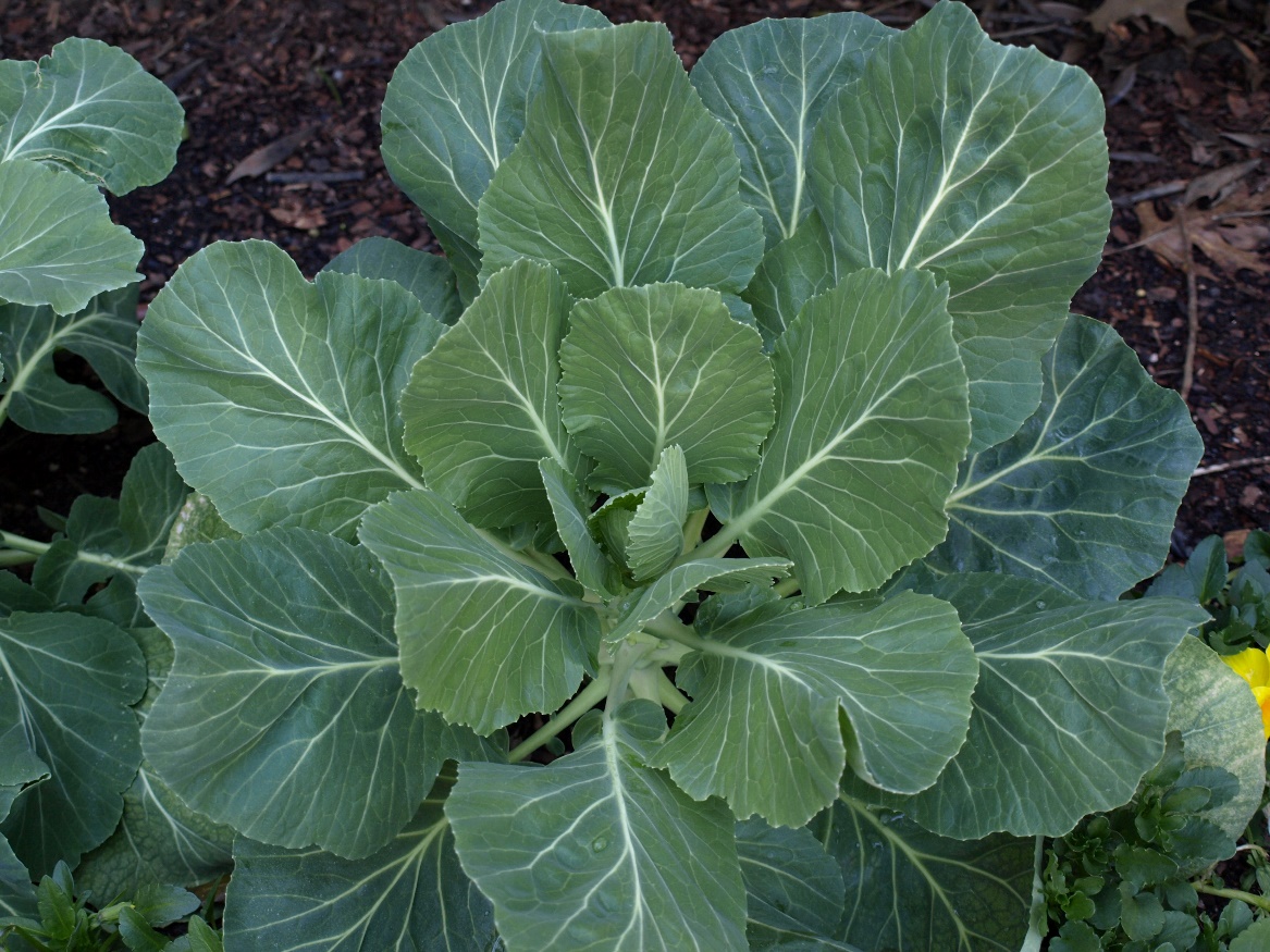 Georgia Southern Collards (Not Treated)