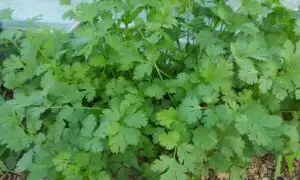 Cilantro Leisure (Not Treated)