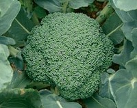 Jet Dome Broccoli (Not Treated)