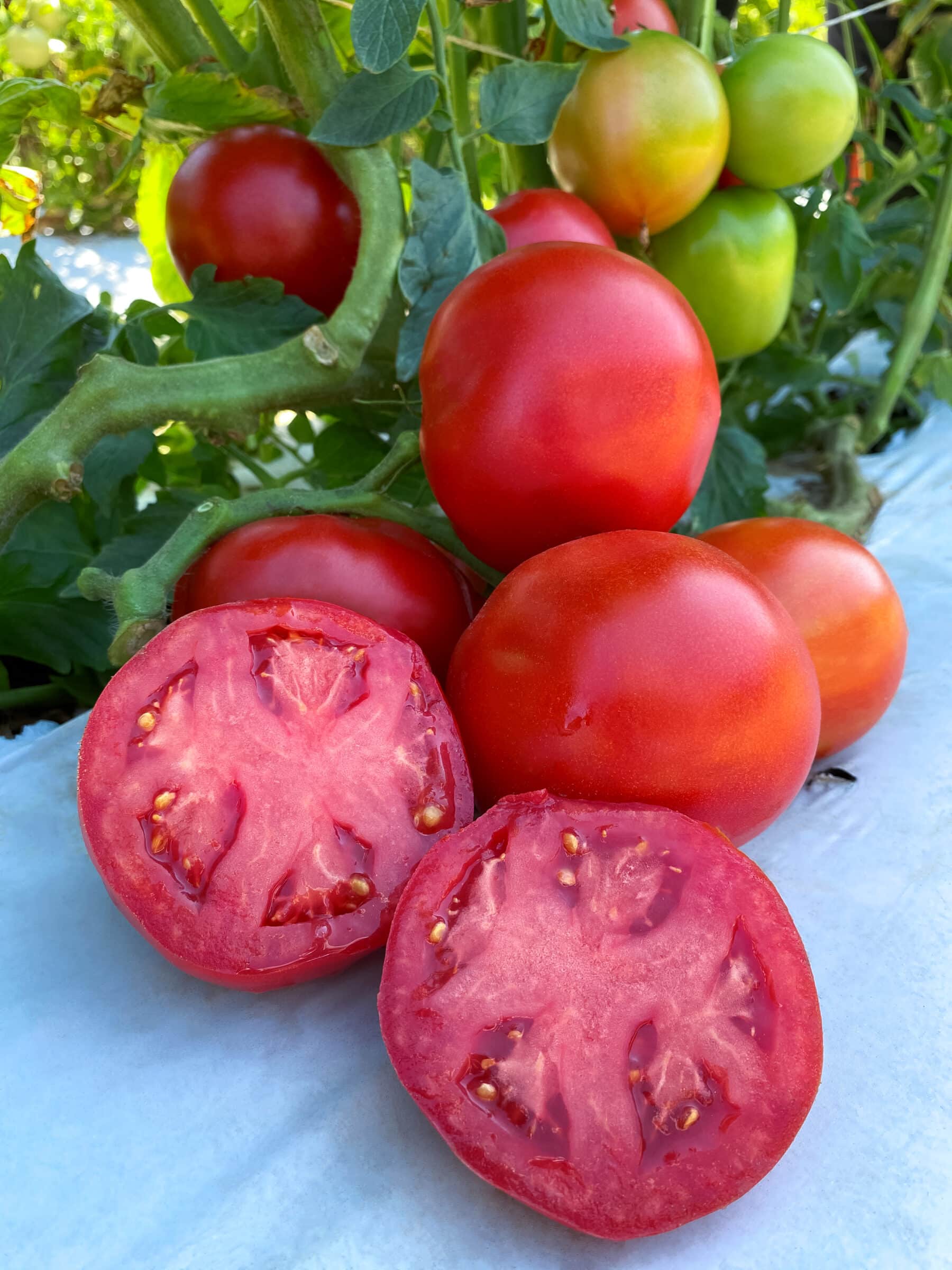 Rubee Dawn Tomato (Treated Seed) - Image 3