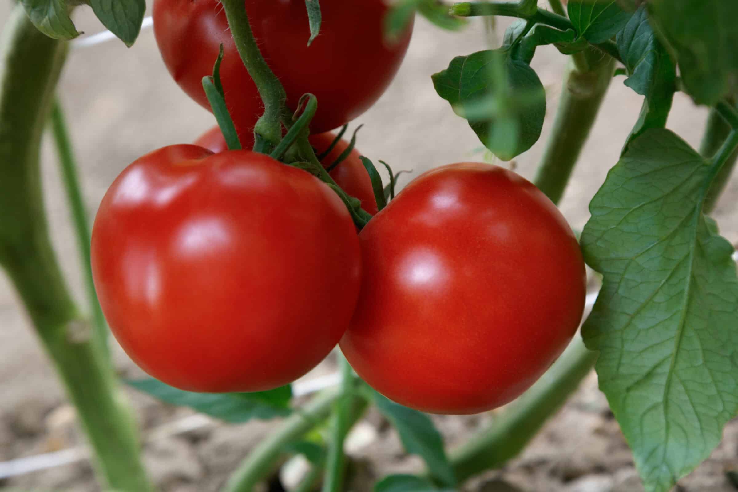 Rubee Dawn Tomato (Treated Seed)