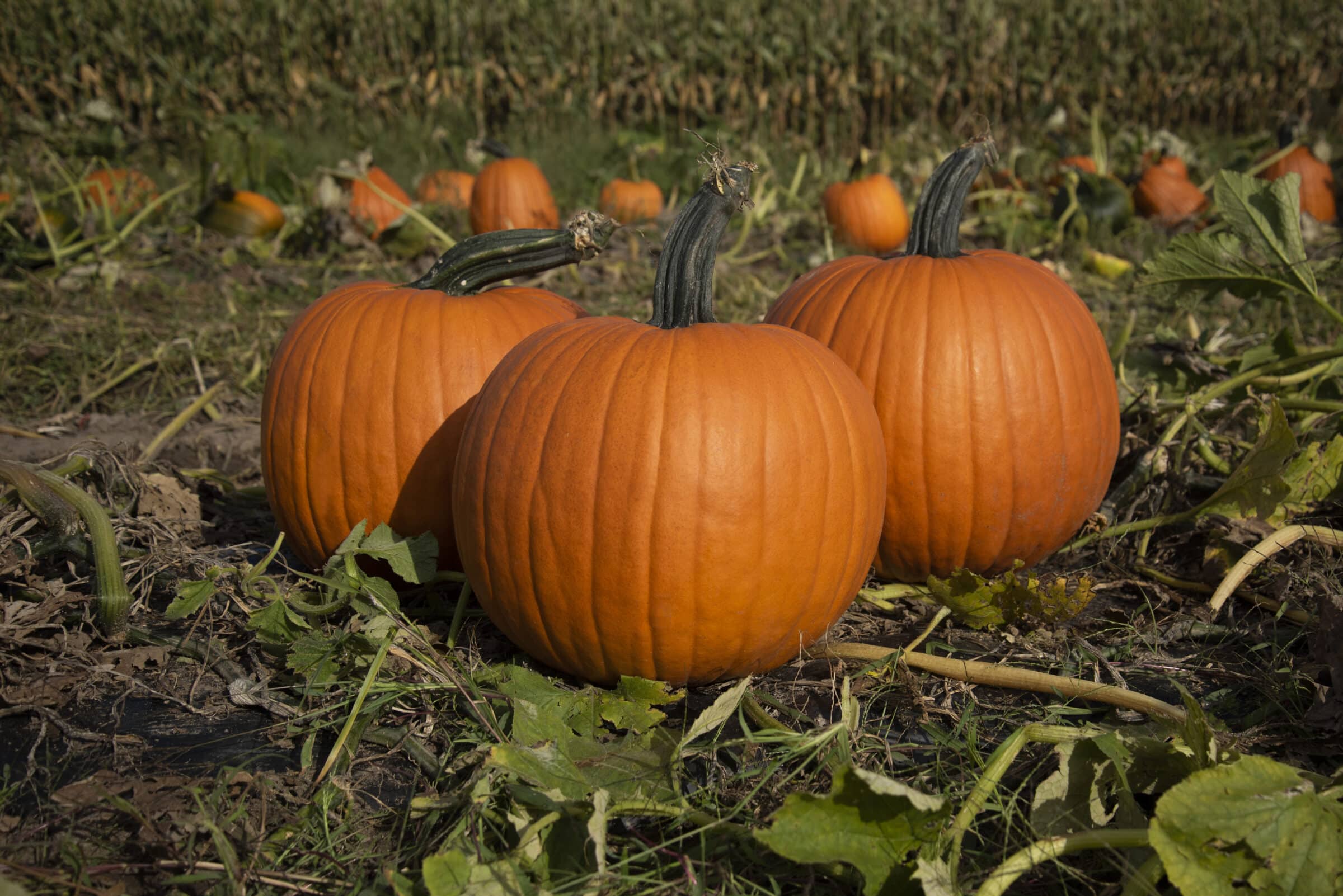 Olympus Pumpkin (Farmore)
