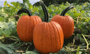 Adonis Pumpkin (Farmore)