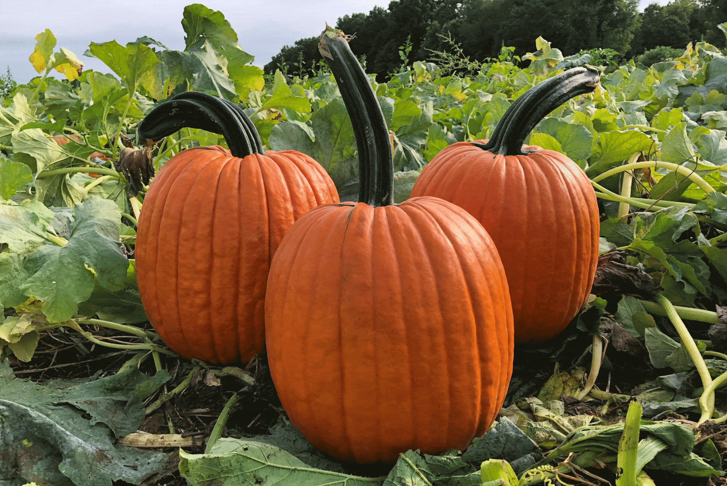 Adonis Pumpkin (Farmore)