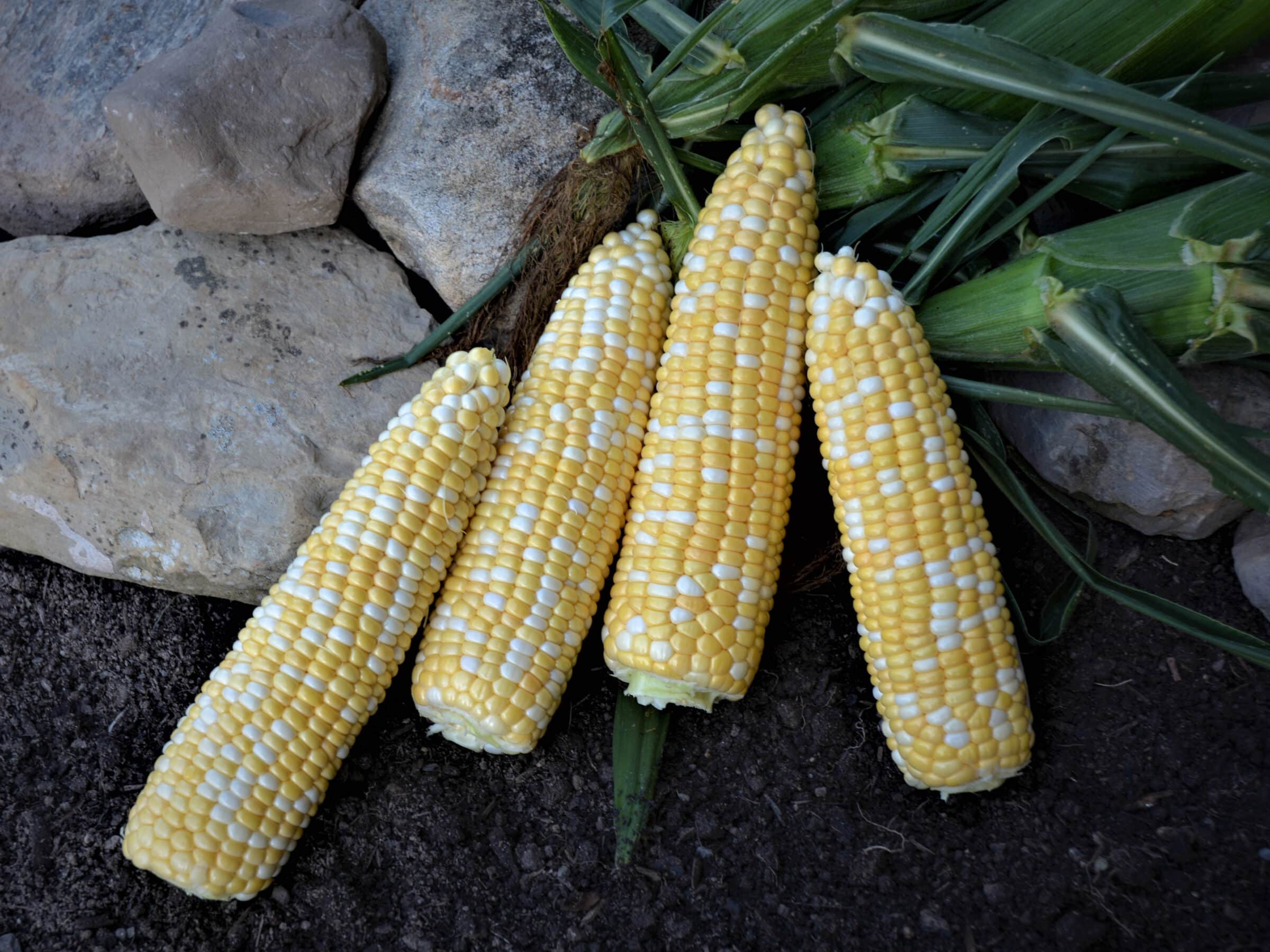 Bolt XR Sweet Corn (Cruiser Treated)