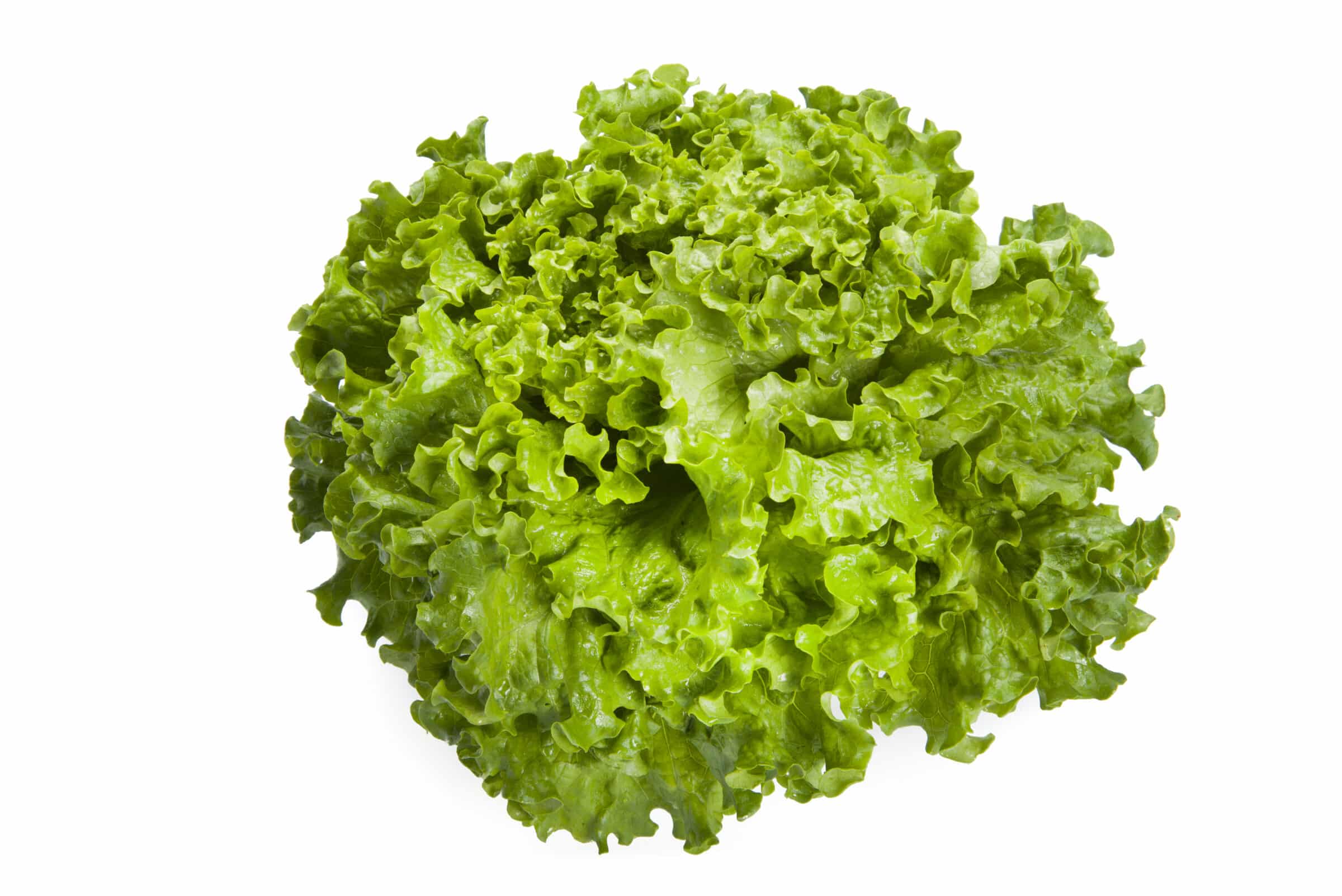 Grazion Lettuce (Untreated w/ Organic Prime & Pellet)