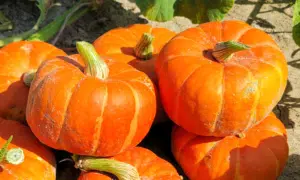 Madonna Squash (Farmore)