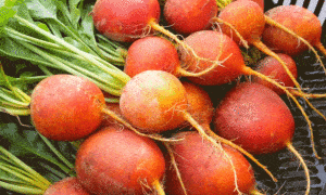 Golden Boy Beet (Not Treated)