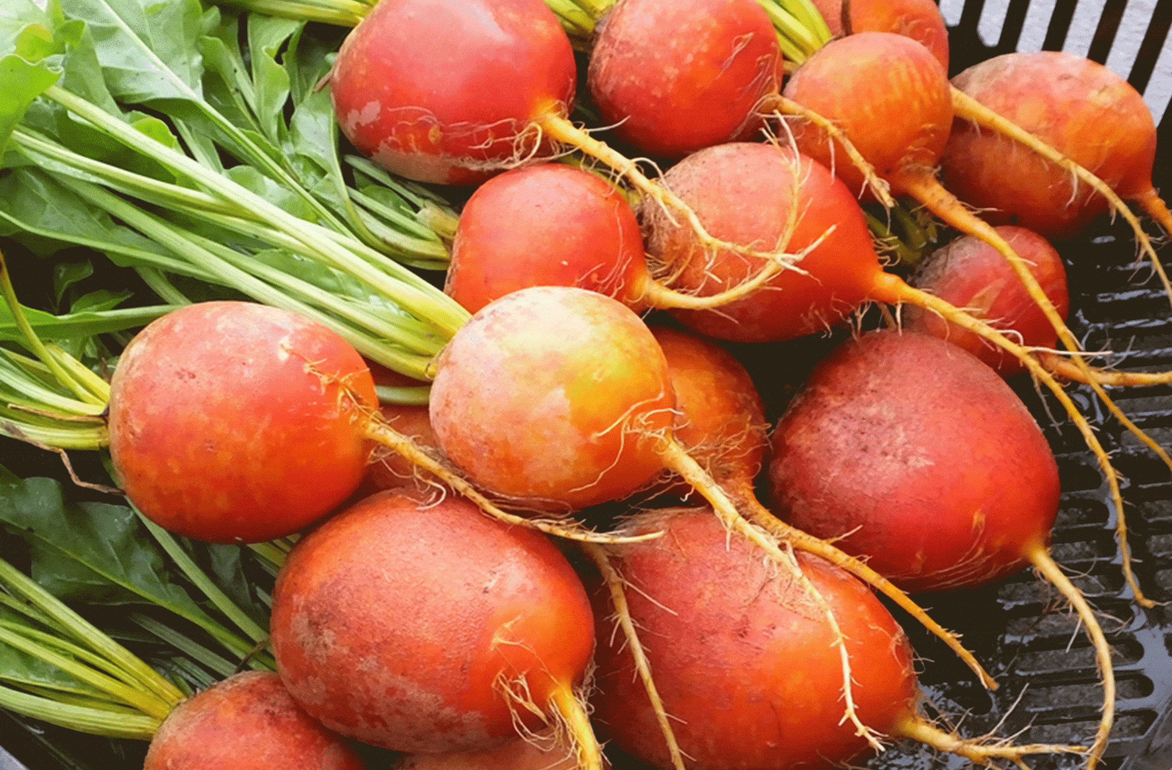 Golden Boy Beet (Not Treated)