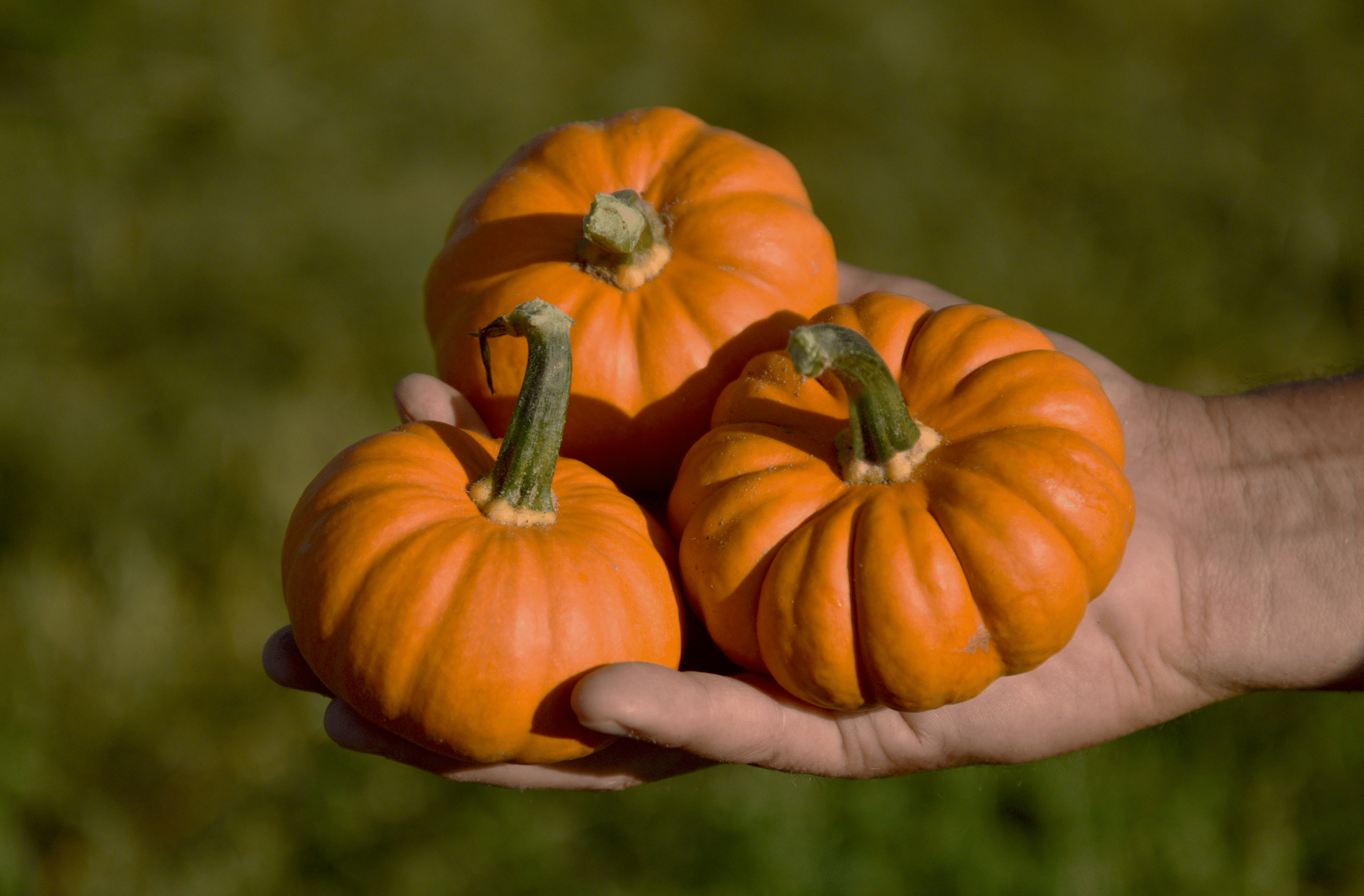 Pixie Pumpkin (Farmore)