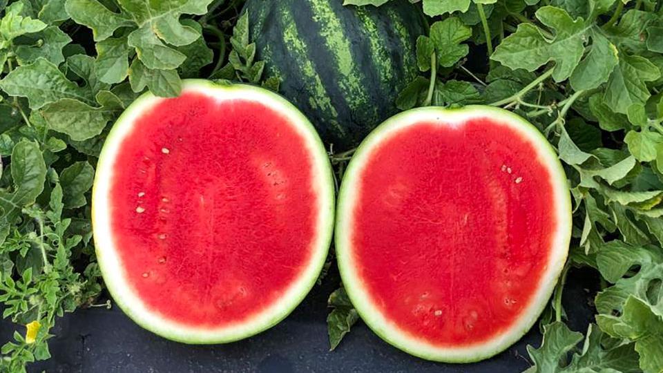 Excite Watermelon (Not Treated)