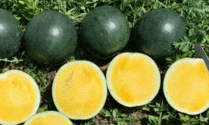 Tropical Sunshine Watermelon (Not Treated)