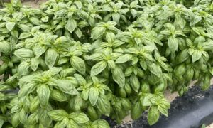 Basil Evi (Not Treated)