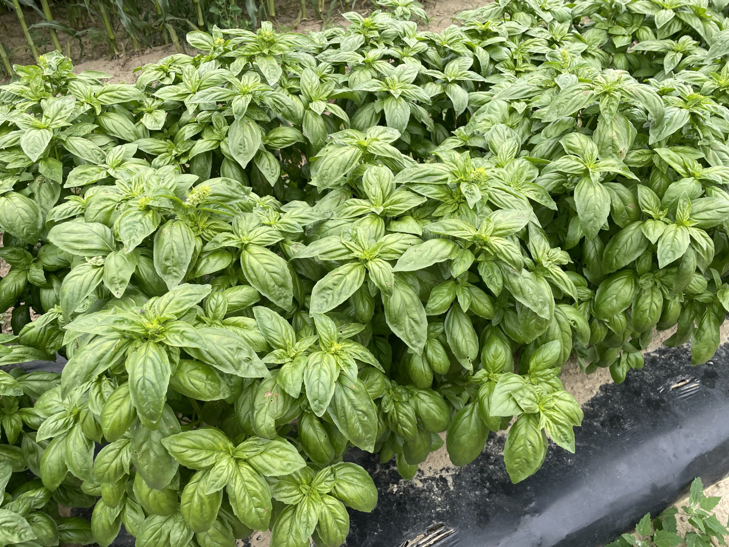 Basil Evi (Not Treated)