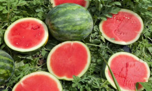 Altata Watermelon (Not Treated)