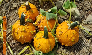 Baby Bumps Pumpkin (Farmore DI400)