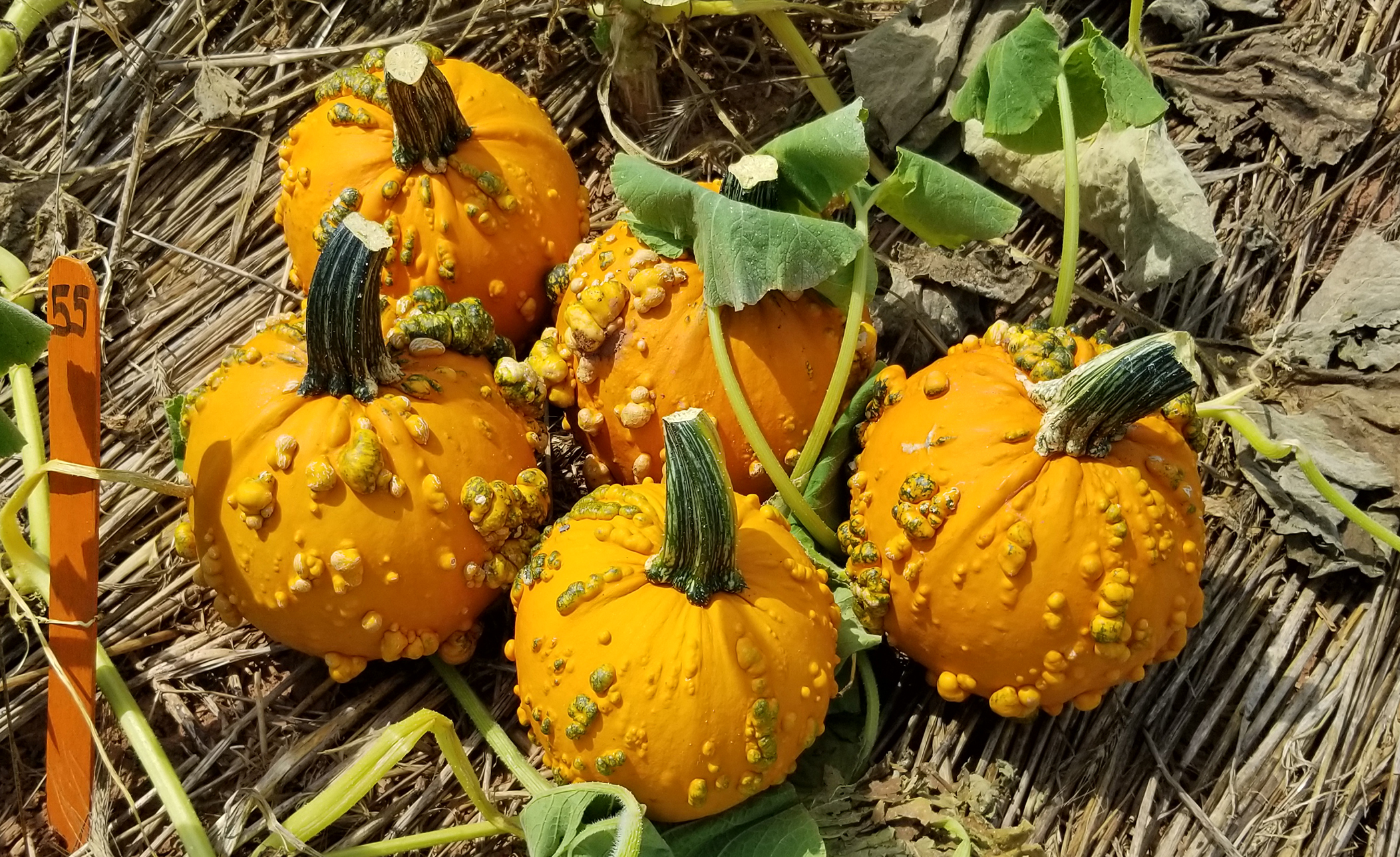 Baby Bumps Pumpkin (Farmore DI400)