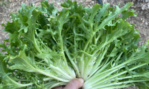 Benefine Endive (Organic Seed With Organic Prime & Pellet)