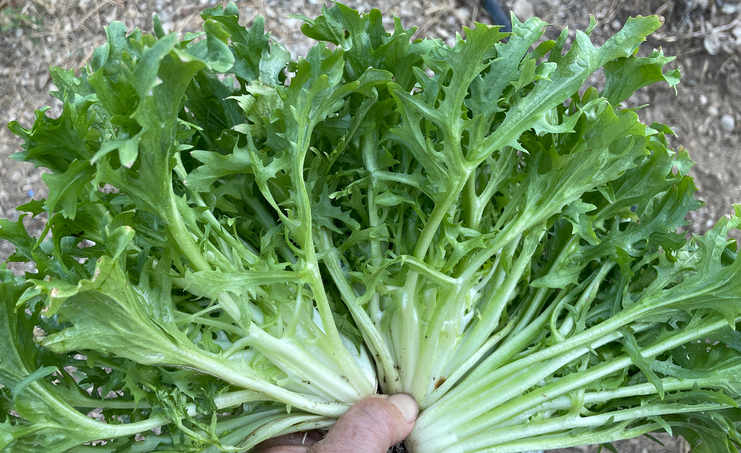 Benefine Endive (Organic Seed With Organic Prime & Pellet)