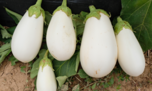 Ghost Story Eggplant (Not Treated)