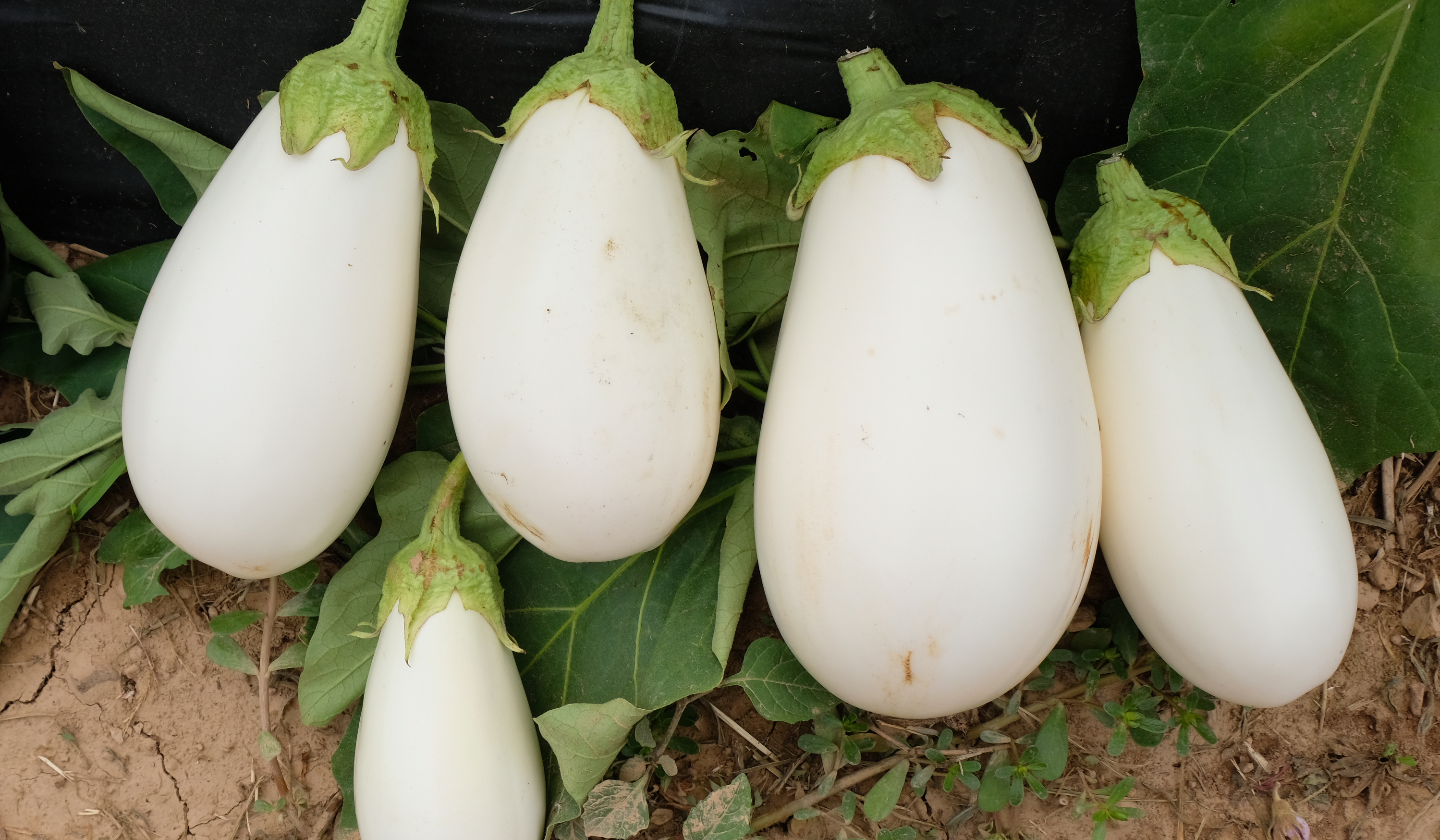 Ghost Story Eggplant (Not Treated)