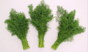 Dill Delight (Not Treated)