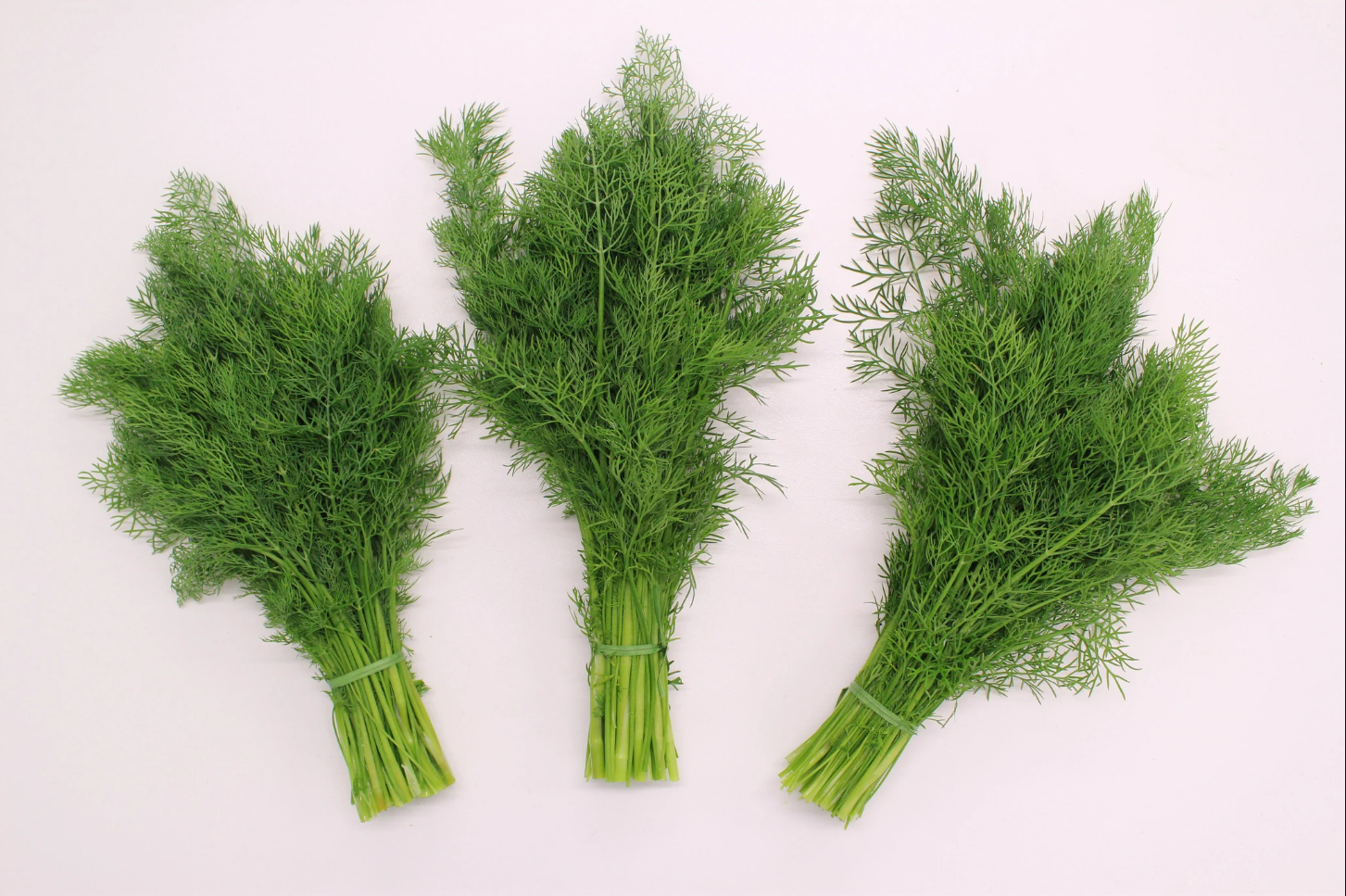 Dill Delight (Treated Seed)