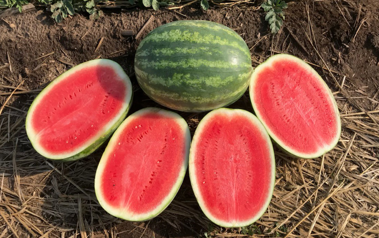 Destination Watermelon (Primed)