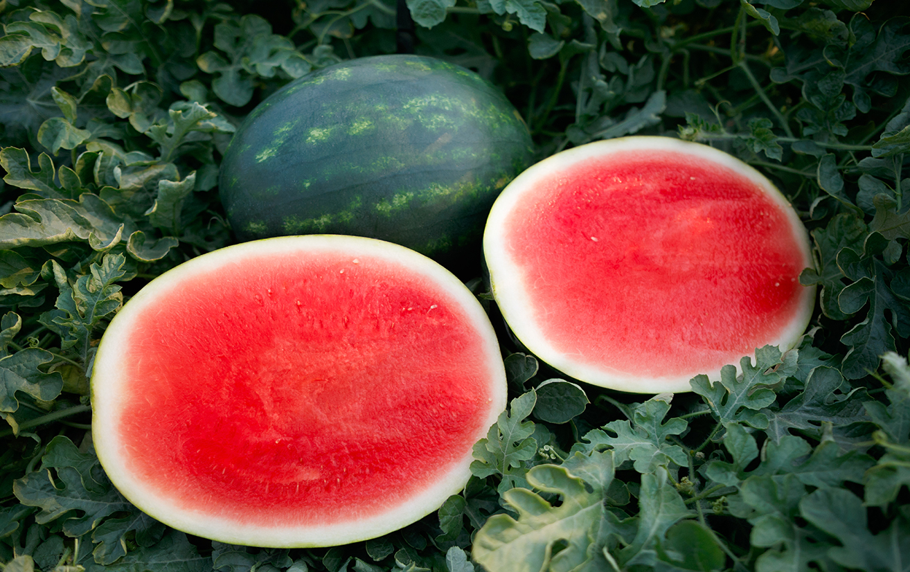 El Capitan Watermelon (Primed)