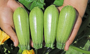 Hurakan Squash (Farmore)