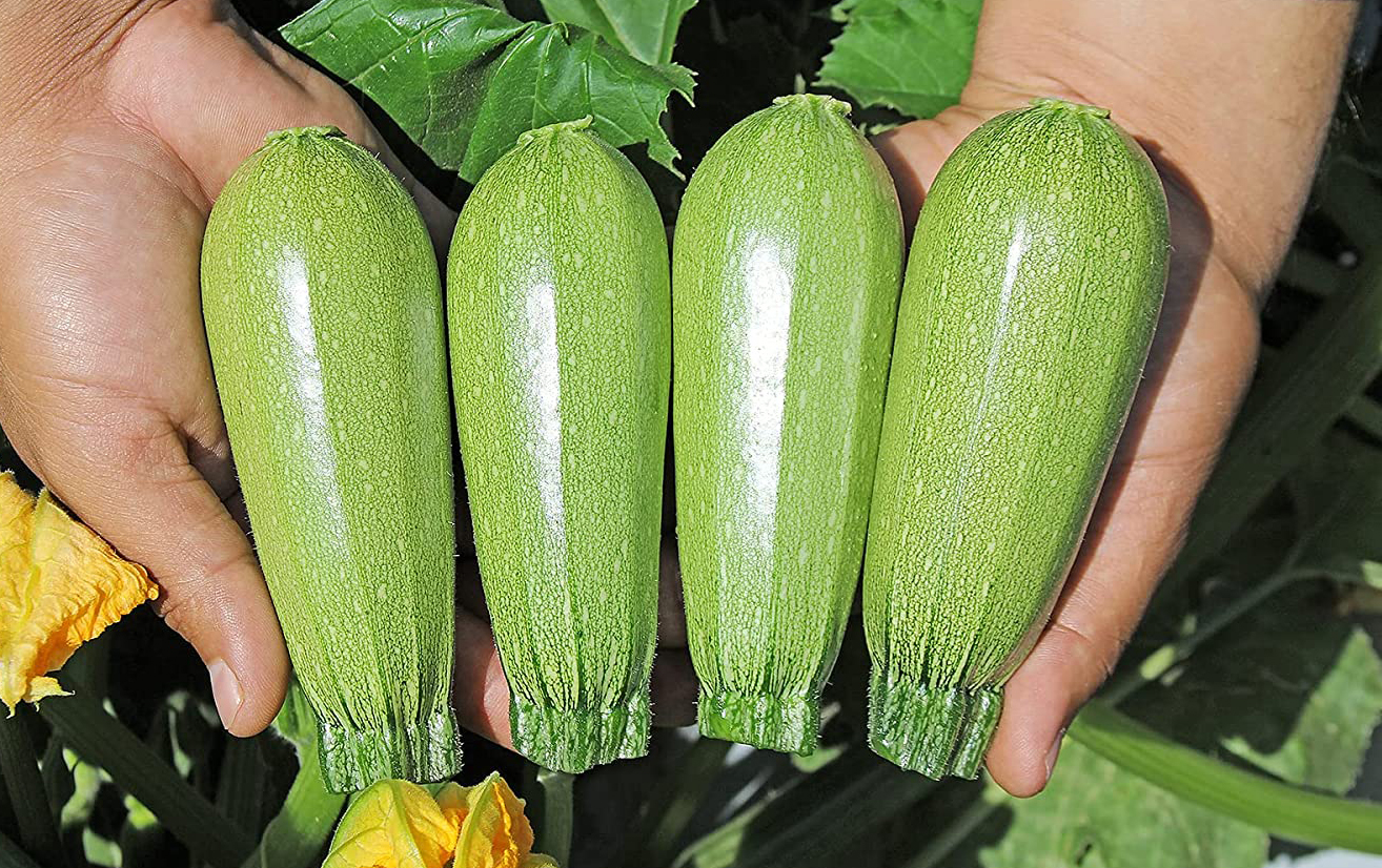 Hurakan Squash (Not Treated)
