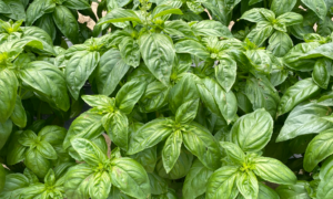 Basil Prospera® PS5 (Organic)