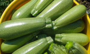 Rocio Squash (Not Treated)