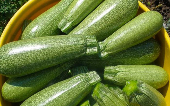 Rocio Squash (Treated Seed)